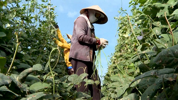 Đồng bằng sông Cửu Long: Phân bón tăng giá doanh nghiệp lẫn nông dân cùng gặp khó (09/03/2021)